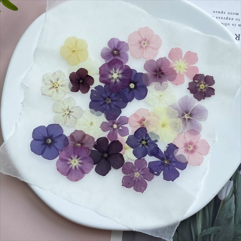 12 adet, Yarı Şeffaf Niş Phlox - Resin Craft Ideas incelemesi ve fiyatı